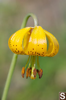 Columbian Lily