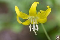 Yellow Glacier Lily