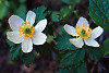 Globeflower