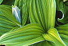 Green False Hellebore, Indian Hellebore