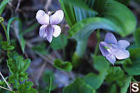 Marsh Violet