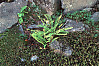 green spleenwort