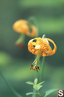 Tiger Lily