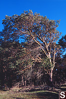 Arbutus Tree