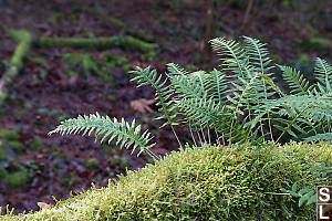 Licorice Fern Growing Out Of Log