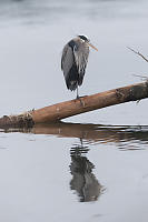 Great Blue Heron On Log