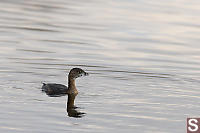 Pied Billed Grebe