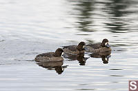 Scaup Females