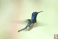 White-necked Jacobin Hummingbird