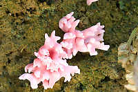 Bright Pink Fungus