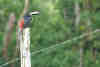 Collared Aracari