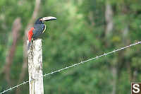 Collared Aracari On Fence