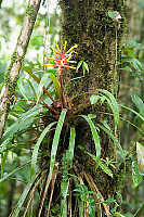 Common Bromeliad