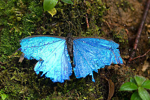 Dead Blue Morpho