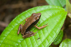 Frog On Leaf