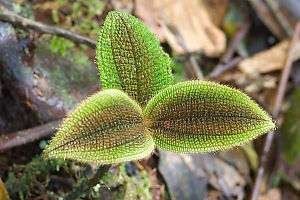 Hairy Leaves