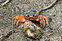 Small Land Crab