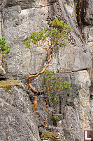 Arbutus Growing In Gorge