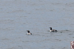 Common Murre