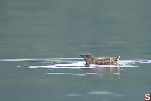 Marbled Murrelet