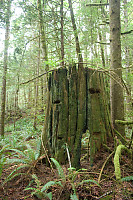 Old Growth Stump