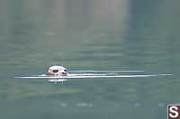 Seal Poking Up