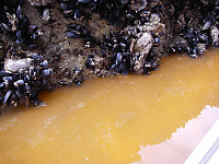 Shellfish In Orange Water