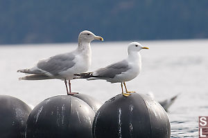 Two Gulls On Floats