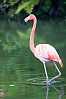 Greater Flamingo