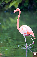 Flamingo Walking