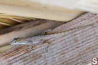 Puerto Rican Crested Anole Side Shot