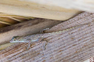 Puerto Rican Crested Anole Side Shot