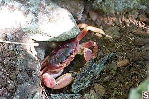 Land Crab Going Into Burrow