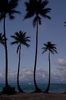 Palm Tree Silhouettes