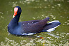 Common Moorhen