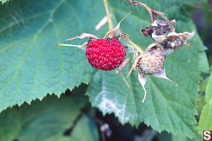 Thimbleberries