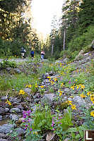 Creek Side Hiking Up