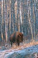 Single Buffalo In Trees