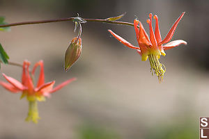 Red Columbine