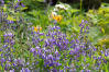 Wall Of Lupine