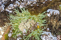 Buried Green Anemone