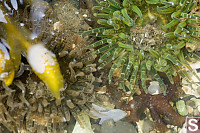 Green And Tan Anemone