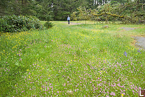 Helen In Field Of Flowers