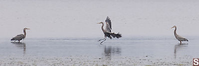 Heron Landing Between Two