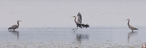 Heron Landing Between Two