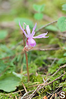 Ladyslipper Flower