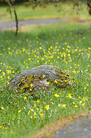 Mossy Stone In Field