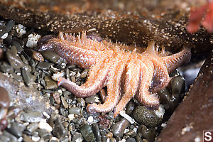 Sunflower Star Falling Off Rock