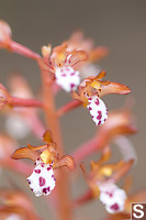 Western Coral Root Flowers