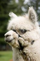 White Alpaca